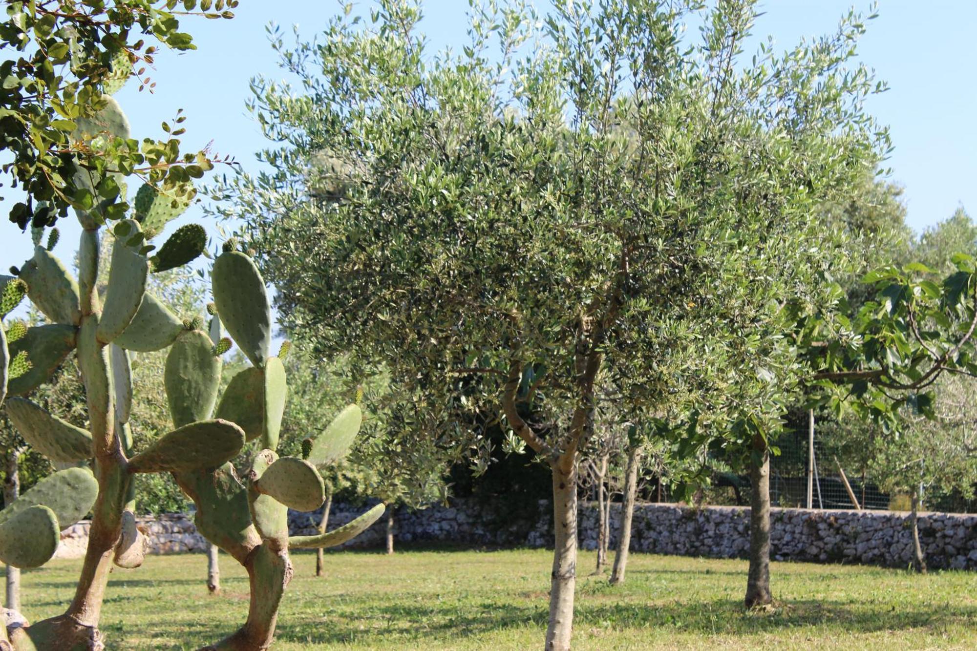 Masseria Tolla 奥斯图尼 外观 照片